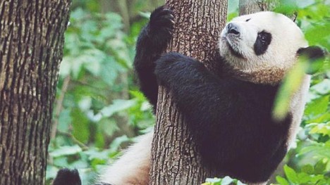 How exactly do giant pandas get their unique names?