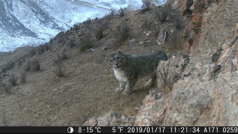 Chinese researchers develop AI-aided tech for snow leopard protection