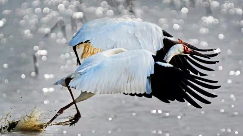 Photographs of wildlife along Yangtze River on display in C China