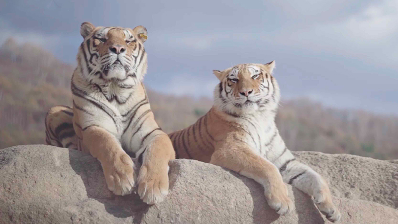 Siberian tiger breeder raises ferocious, cute creatures for 20 years