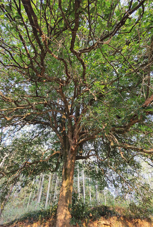 560-year-old Osmanthus tree discovered in central China