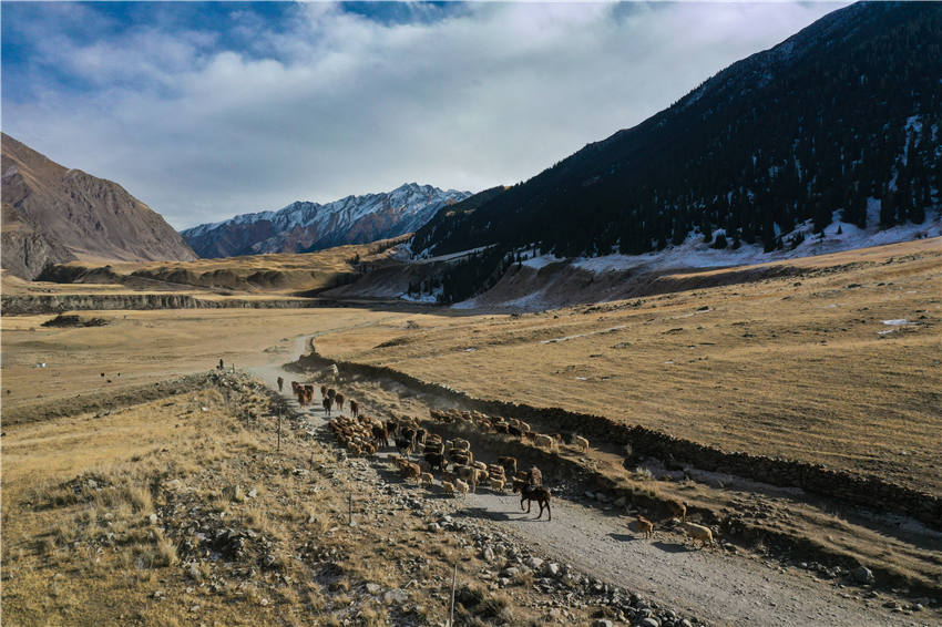 Seasonal livestock migration begins in Zhaosu, NW China's Xinjiang