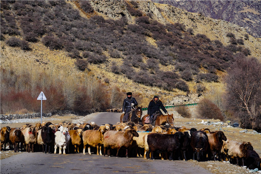 Seasonal livestock migration begins in Zhaosu, NW China's Xinjiang