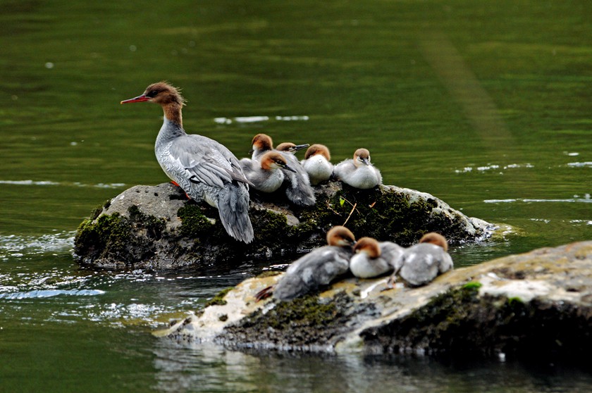 NE China's Jilin builds all-round protection system for endangered Chinese mergansers