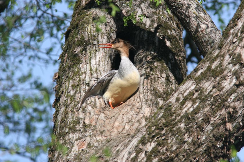 NE China's Jilin builds all-round protection system for endangered Chinese mergansers