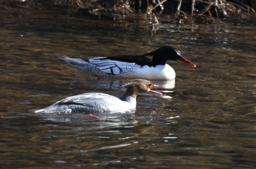 NE China's Jilin builds all-round protection system for endangered Chinese mergansers