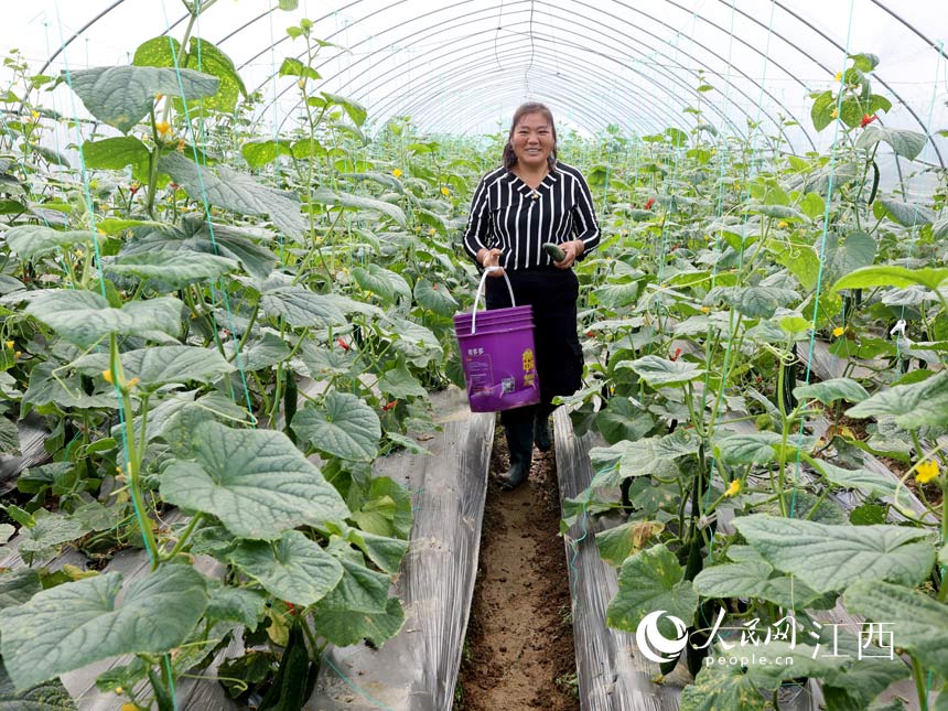 E China's Jiangxi sees bumper harvest of locally-featured, greenhouse-grown vegetables