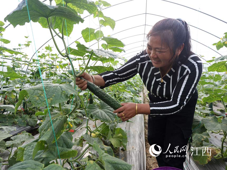 E China's Jiangxi sees bumper harvest of locally-featured, greenhouse-grown vegetables