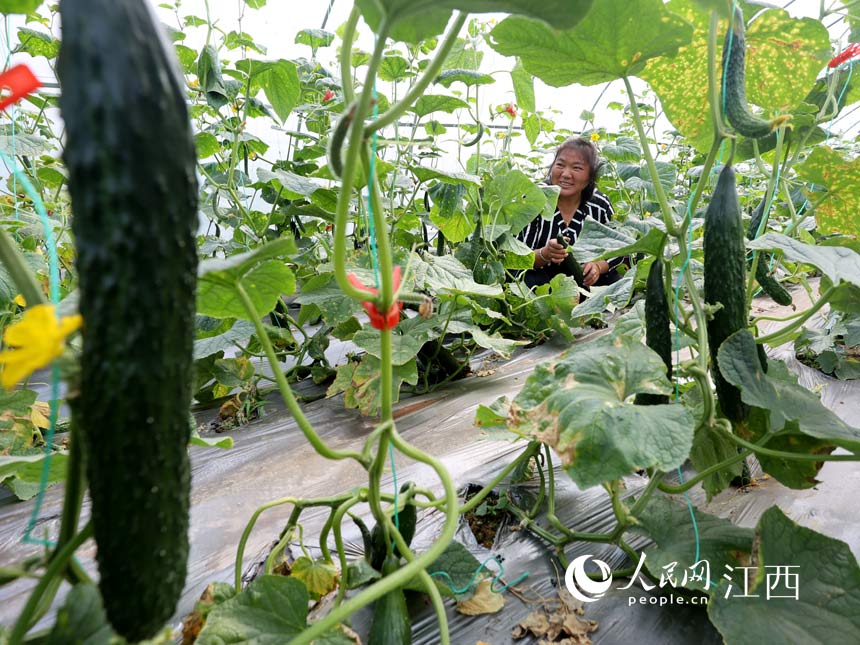 Photo shows cucumbers grown inside Wang's greenhouse. (Photo/He Jianghua)