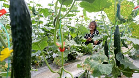 E China's Jiangxi sees bumper harvest of locally-featured, greenhouse-grown vegetables