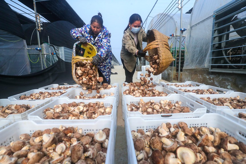 Shiitake mushroom growing enriches villagers in Central China's Henan