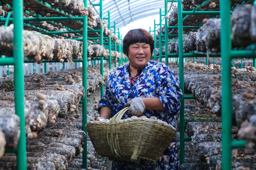Shiitake mushroom growing enriches villagers in Central China's Henan