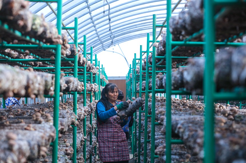 Shiitake mushroom growing enriches villagers in Central China's Henan