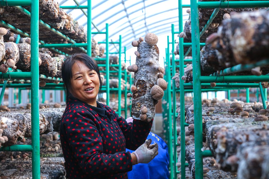 Shiitake mushroom growing enriches villagers in Central China's Henan