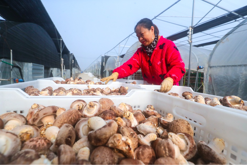 Shiitake mushroom growing enriches villagers in Central China's Henan