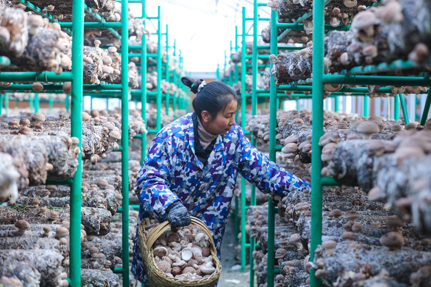 Shiitake mushroom growing enriches villagers in Central China's Henan