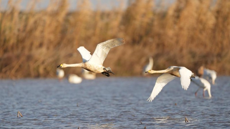 Numerous migratory birds arrive in wetland by Poyang Lake