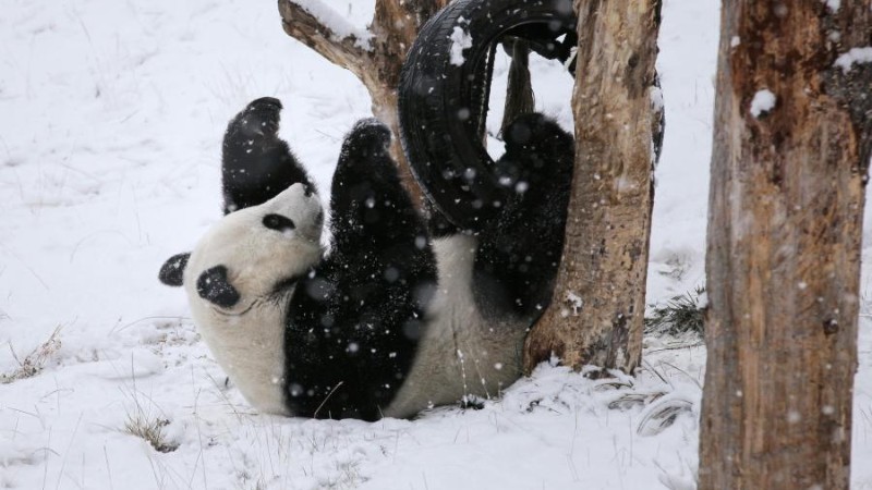 Giant panda Xiao Liwu plays in snow in SW China's Sichuan