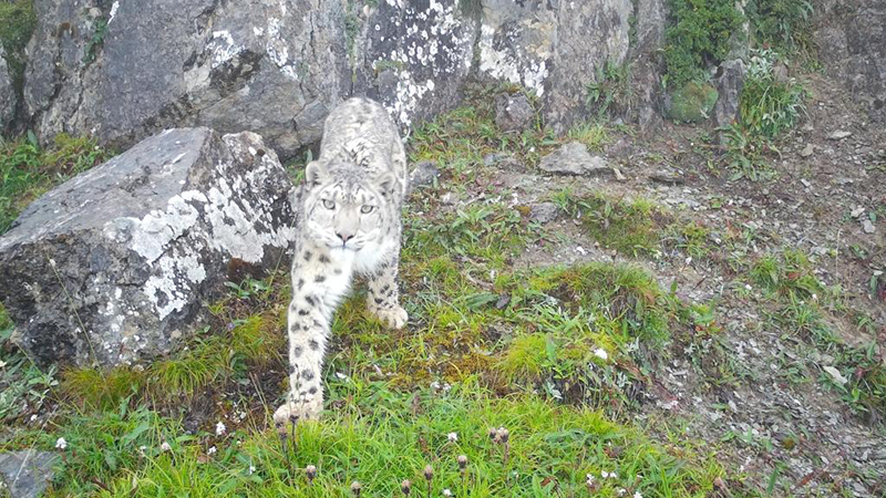 Protection of giant pandas benefits other rare and endangered animals in SW China's Sichuan