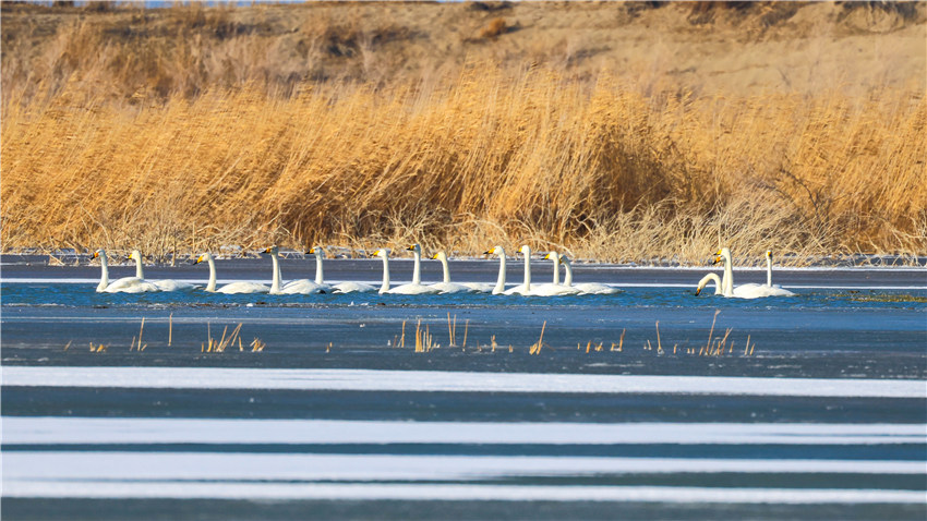 Swans bring renewed vitality to Bosten Lake in NW China’s Xinjiang