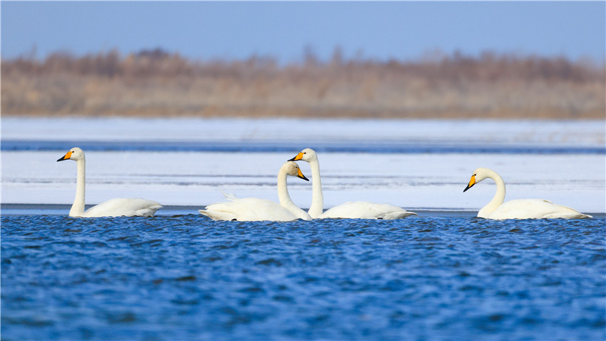 Swans bring renewed vitality to Bosten Lake in NW China’s Xinjiang