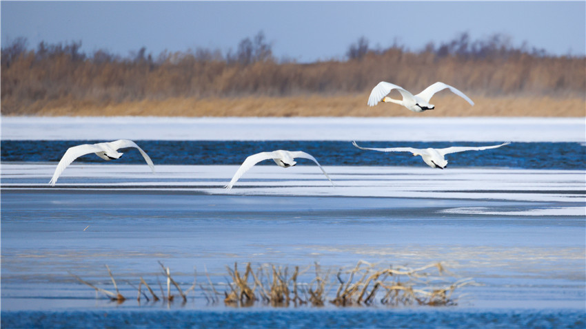 Swans bring renewed vitality to Bosten Lake in NW China’s Xinjiang