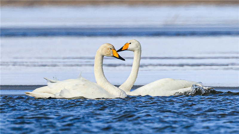 Swans bring renewed vitality to Bosten Lake in NW China’s Xinjiang
