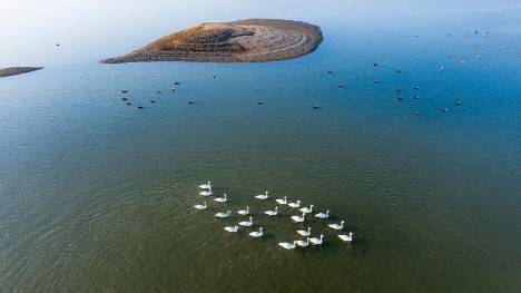 Migratory birds arrive at China's largest freshwater lake