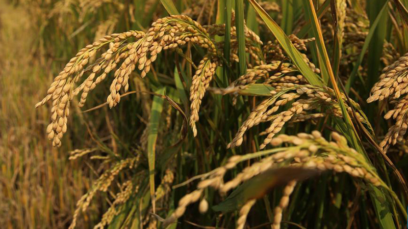China reaps bumper 2021 harvest with grain output up 2 pct