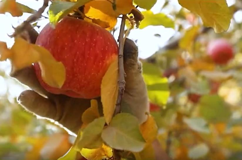Aksu sweetheart apples: A calling card of China's Xinjiang  