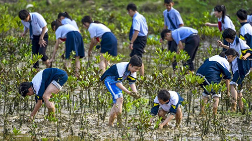 China achieves notable results in mangrove forest protection and restoration
