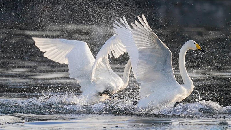 Swans pictured on Qingshui river in Miyun District of Beijing