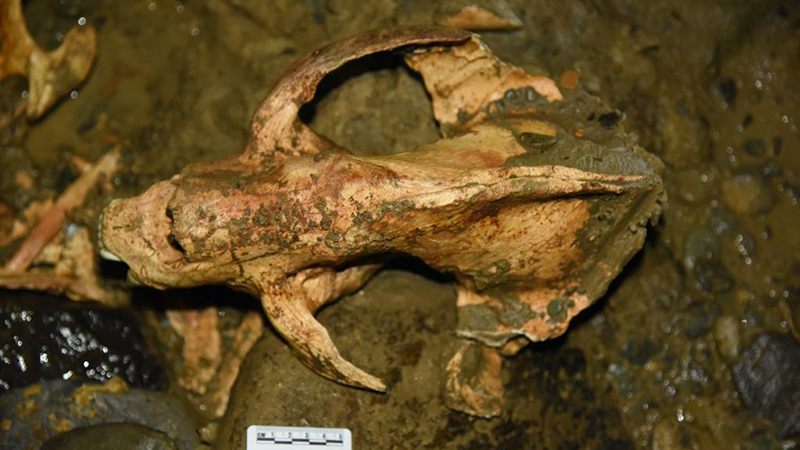 Over 100,000-year-old giant panda fossil found in China
