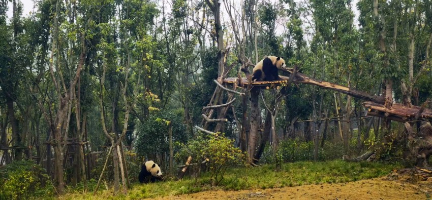 Giant pandas, red pandas move into new houses at Chengdu's panda breeding facility