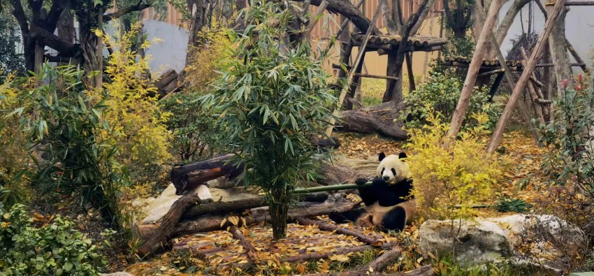 Giant pandas, red pandas move into new houses at Chengdu's panda breeding facility