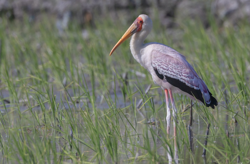 National park’s sound ecological environment in Sanya attracts a rare feathered visitor from afar