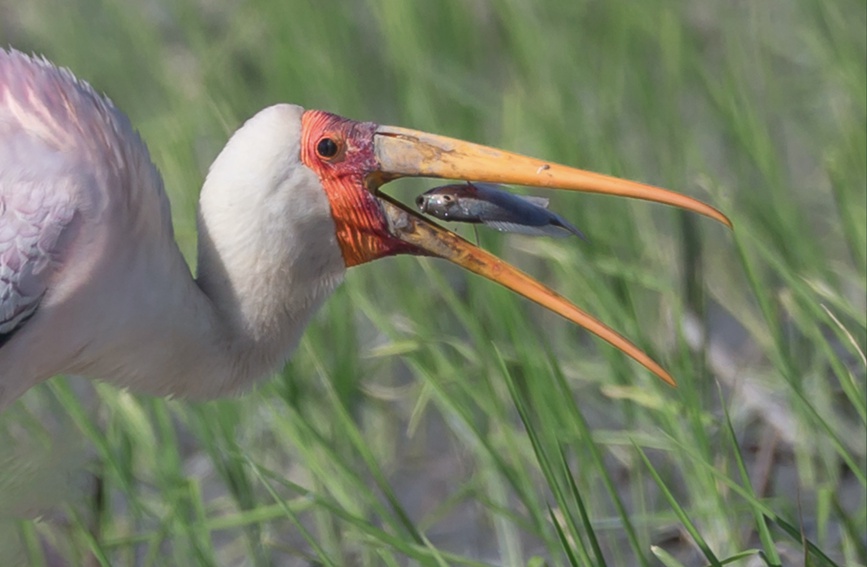 National park’s sound ecological environment in Sanya attracts a rare feathered visitor from afar