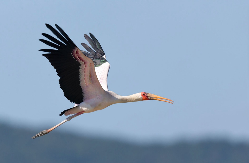 National park’s sound ecological environment in Sanya attracts a rare feathered visitor from afar