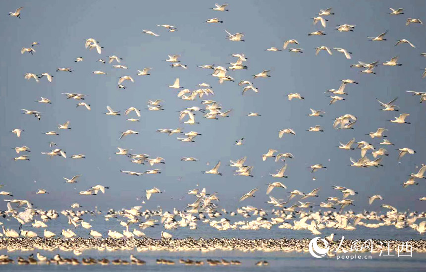 Over 700,000 migratory birds gather in Poyang Lake to overwinter