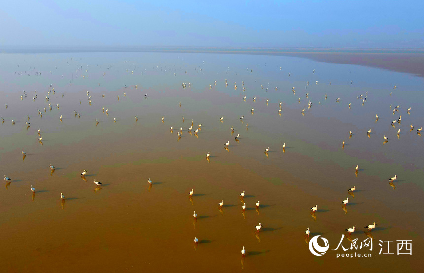 Over 700,000 migratory birds gather in Poyang Lake to overwinter