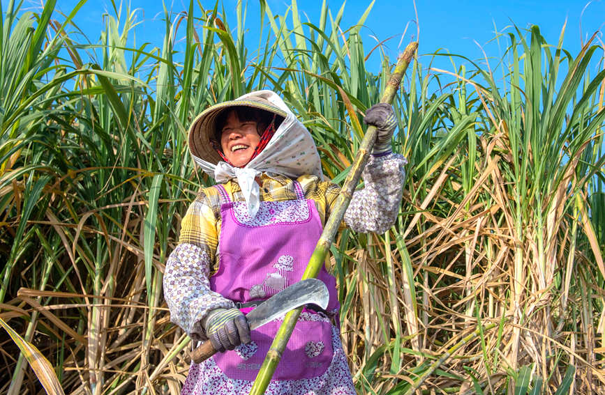 Sugarcane harvesting season shifts into full gear for town in Guangxi