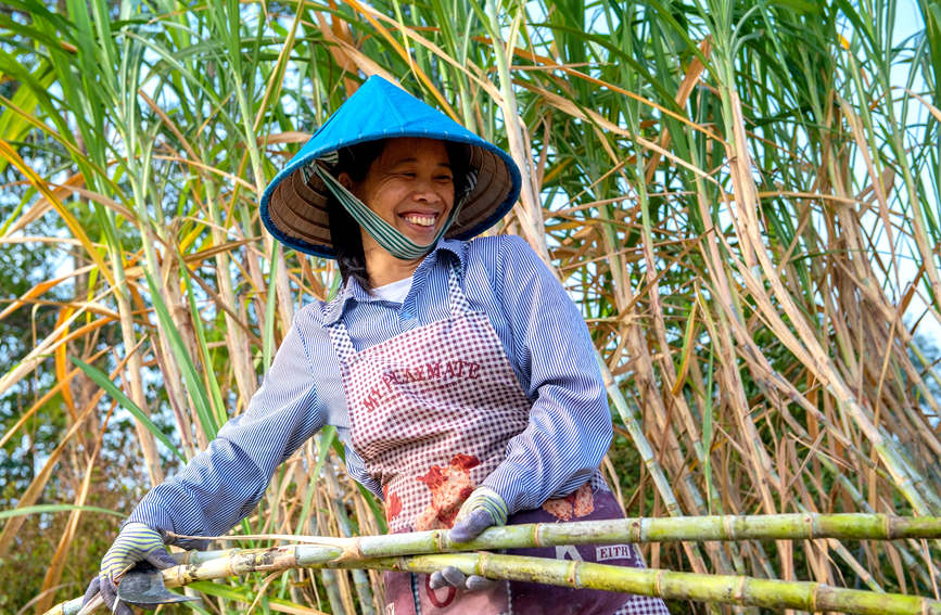 Sugarcane harvesting season shifts into full gear for town in Guangxi