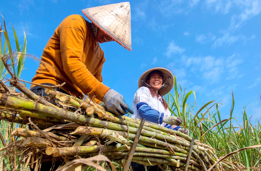 Sugarcane harvesting season shifts into full gear for town in Guangxi