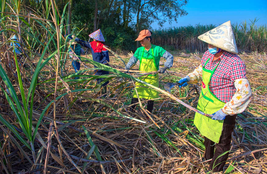 Sugarcane harvesting season shifts into full gear for town in Guangxi