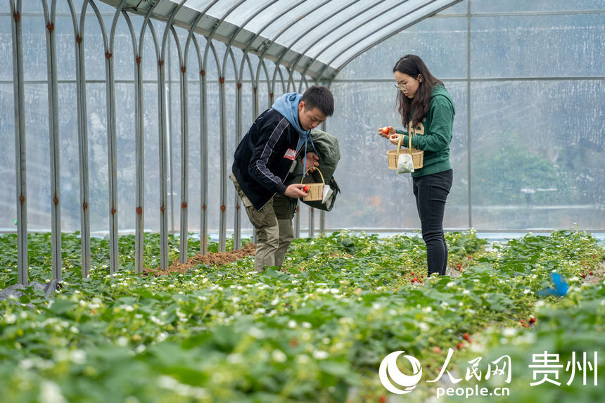 Strawberry industry in SW China's Guizhou brings wealth to local people