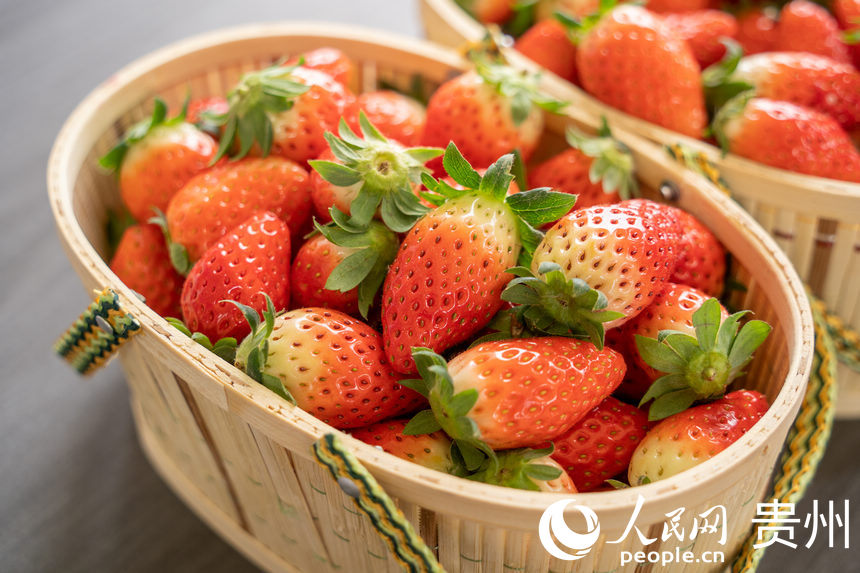 Strawberry industry in SW China's Guizhou brings wealth to local people