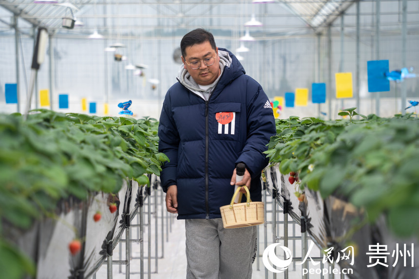 Strawberry industry in SW China's Guizhou brings wealth to local people