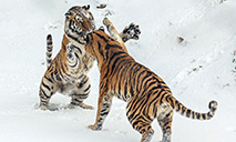 Animals play in snow at zoo in E China