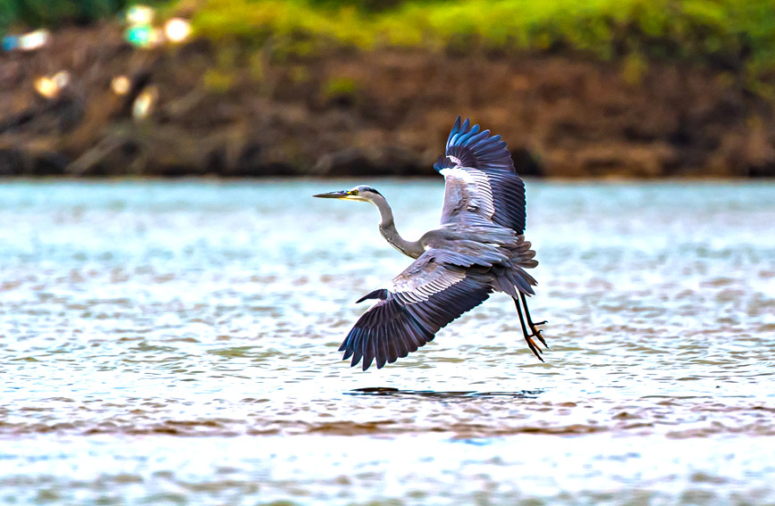 Improved ecology provides better habitats for migratory birds in S China’s Guangxi