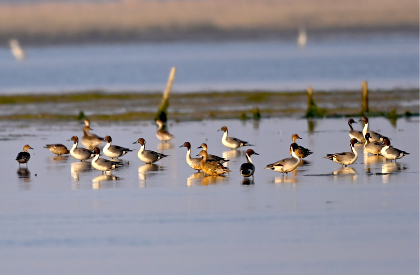 Improved ecology provides better habitats for migratory birds in S China’s Guangxi